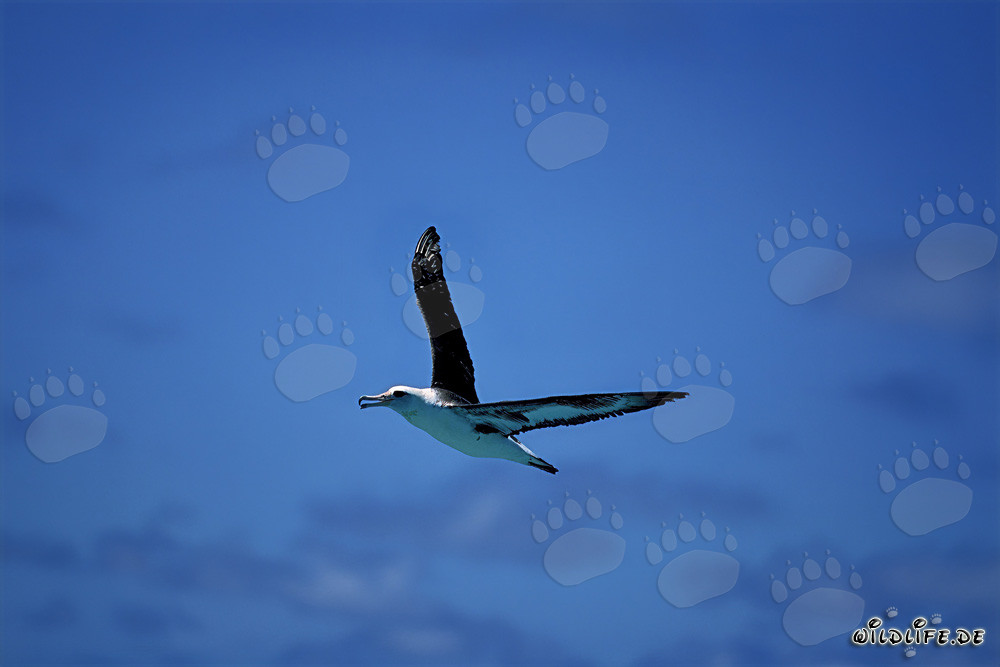 Maestoso albatros di Laysan in volo sopra il Pacifico