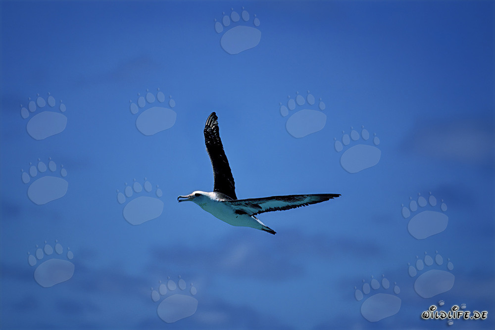 Majestätischer Laysan-Albatros im Flug über dem Pazifik