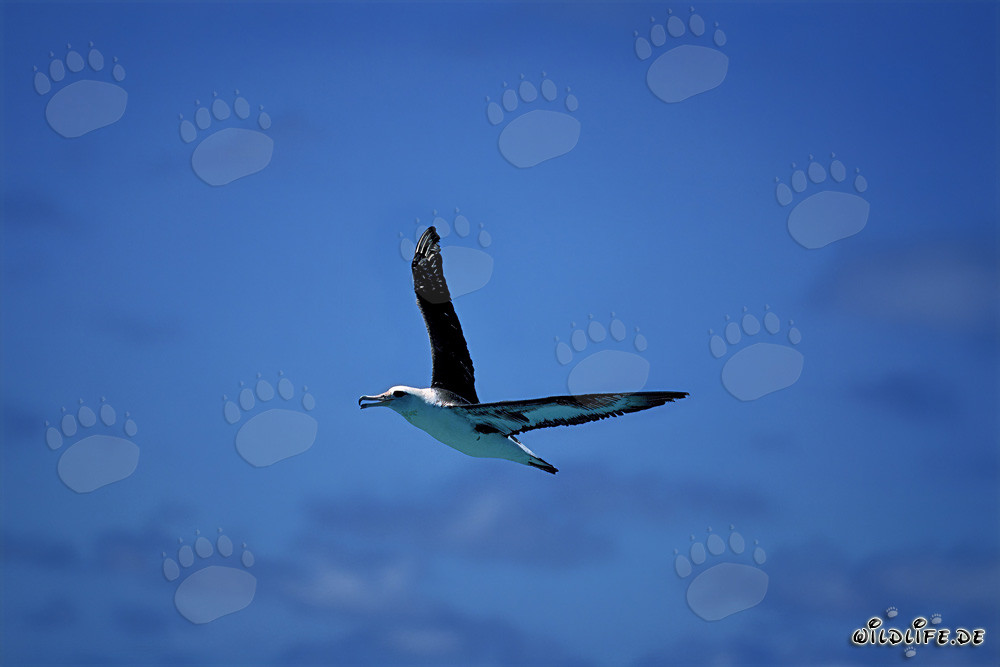 Majestic flying Laysan albatross over the Pacific