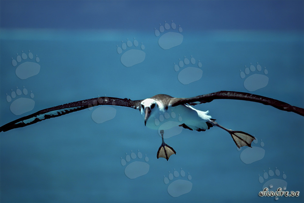 Elegante albatros de Laysan sobre las amplias extensiones del océano Pacífico