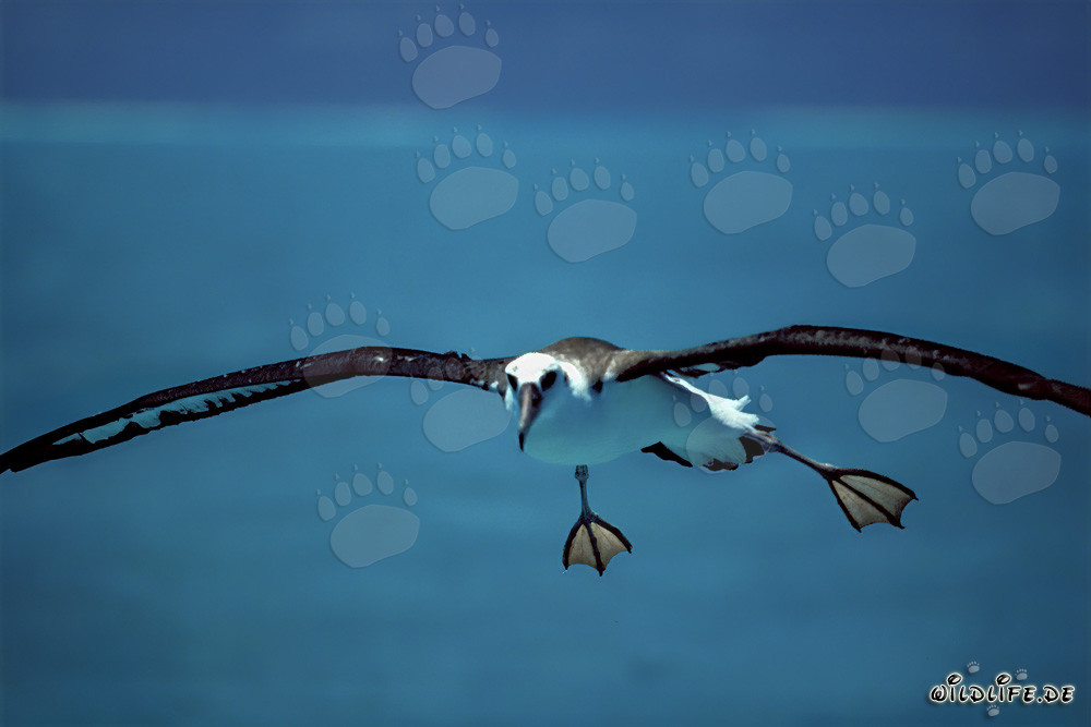 Albatros de Laysan élégant sur les vastes étendues de l'océan Pacifique