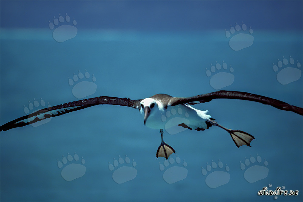 Elegant Laysan albatross soaring over the vastness of the Pacific Ocean
