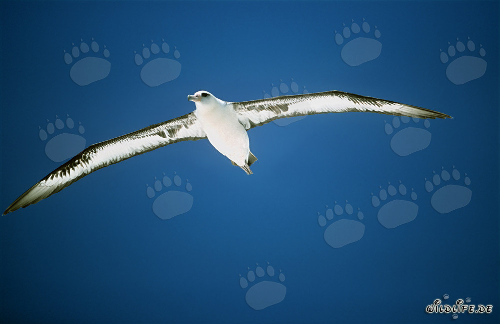 Albatros de Laysan majestueux glissant élégamment sur la mer