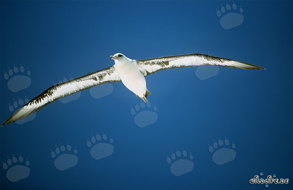 Majestätischer Laysan-Albatros gleitet elegant über das Meer