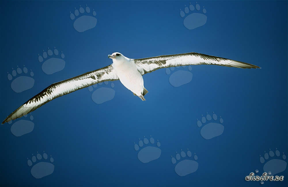 Majestic Laysan Albatross glides gracefully over the sea