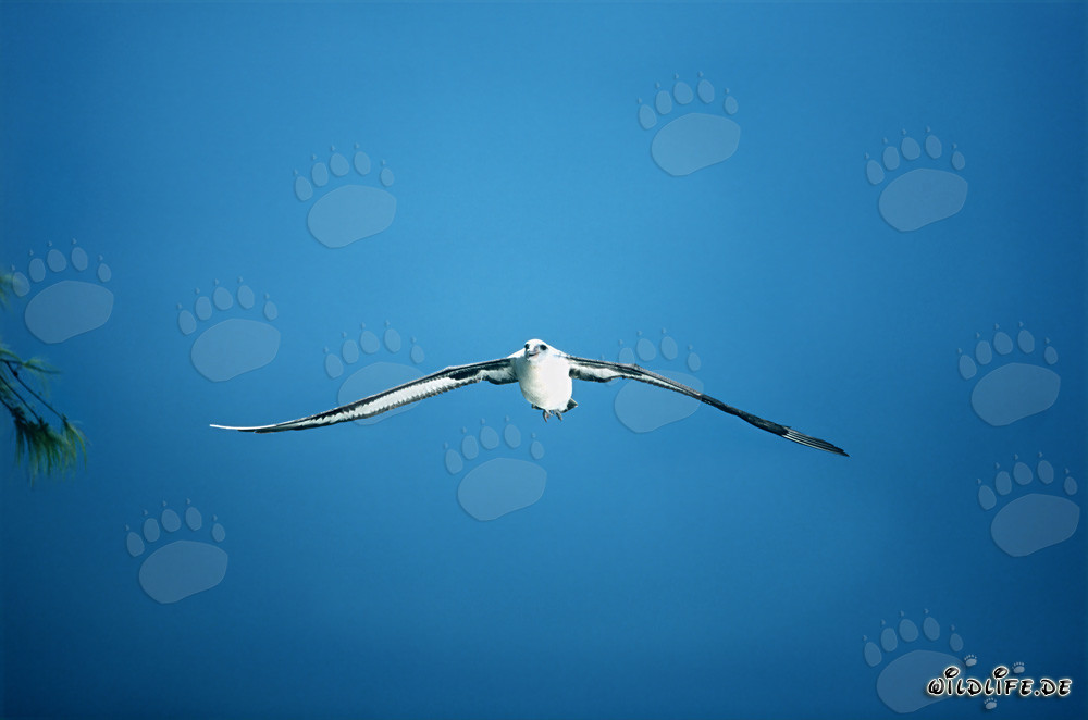 Majestätischer Flug des Laysan-Albatros