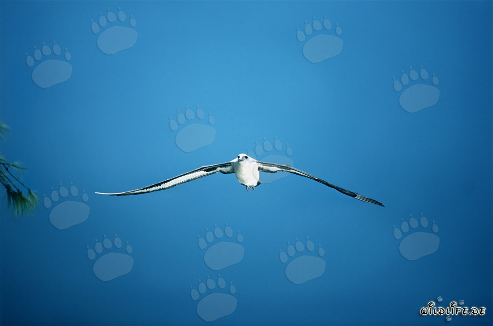 Vol majestueux de l'albatros de Laysan