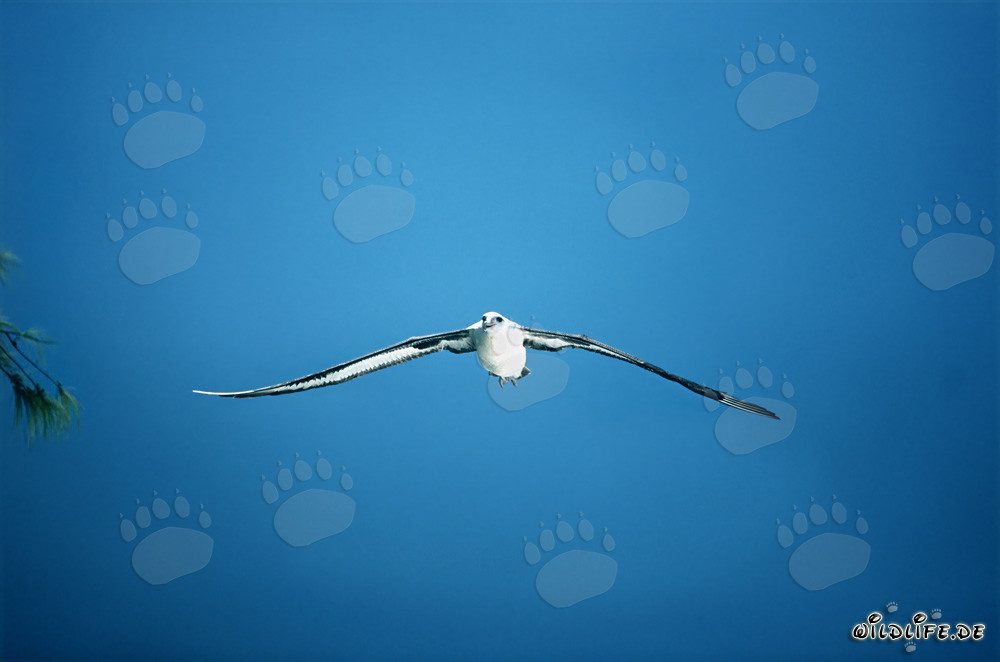 Volo maestoso dell'albatros di Laysan