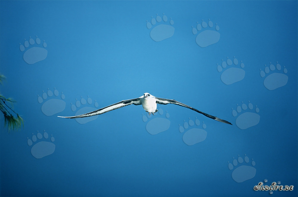 Vuelo majestuoso del albatros de Laysan