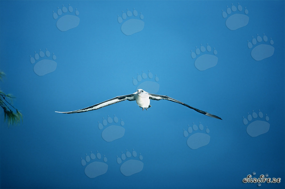 Majestic Flight of the Laysan Albatross