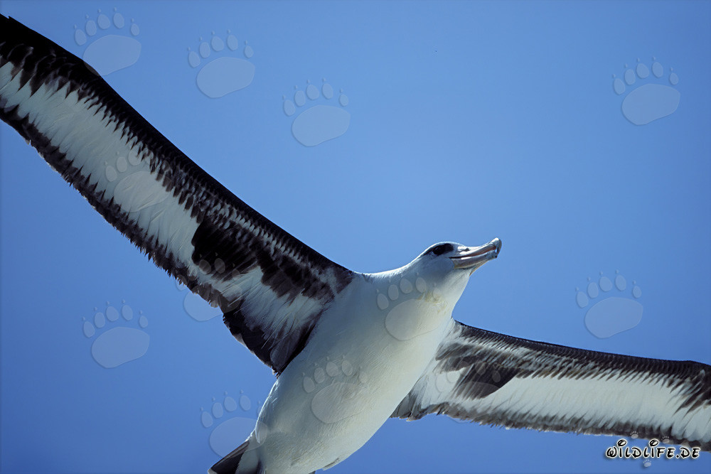 Albatro di Laysan maestoso in volo sopra il Pacifico