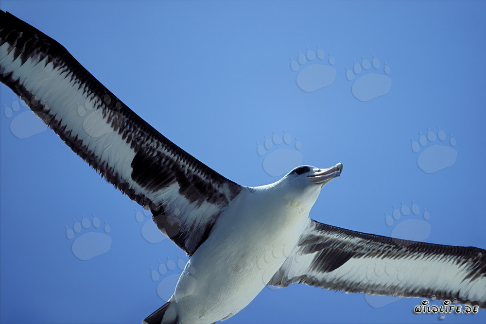 Albatros de Laysan majestuoso volando sobre el Pacífico