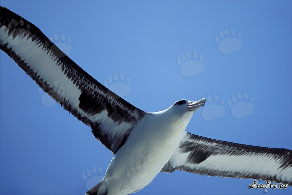Majestätischer Laysan-Albatros im Flug über dem Pazifik
