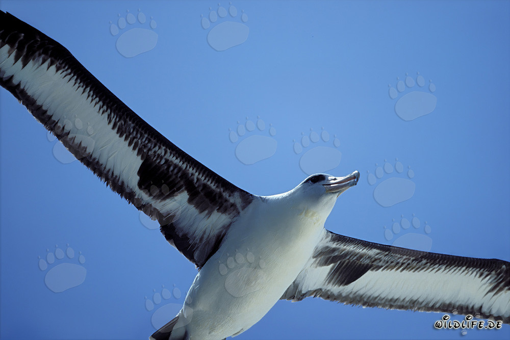 Majestic Flying Laysan Albatross over the Pacific Ocean