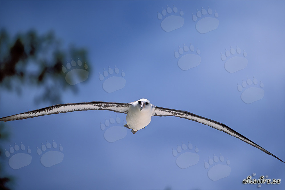 Albatros de Laysan majestueux en plein vol au-dessus de l'océan