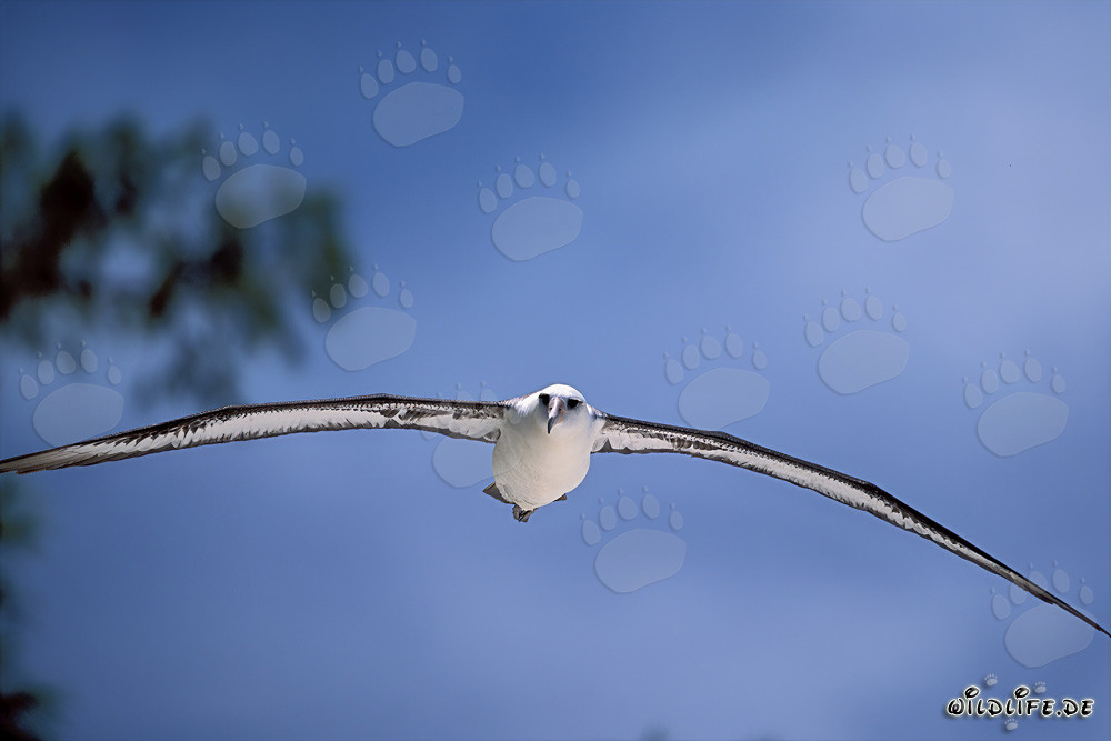 Albatros de Laysan majestuoso en pleno vuelo sobre el océano