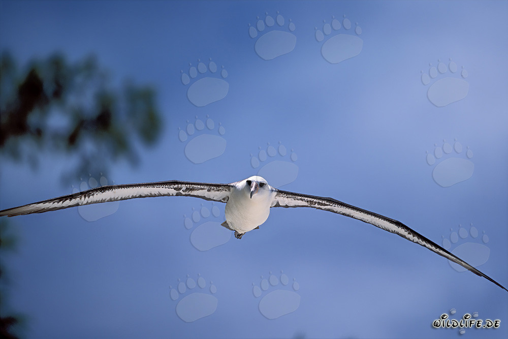 Majestätischer Laysan-Albatros in vollem Flug über dem Ozean