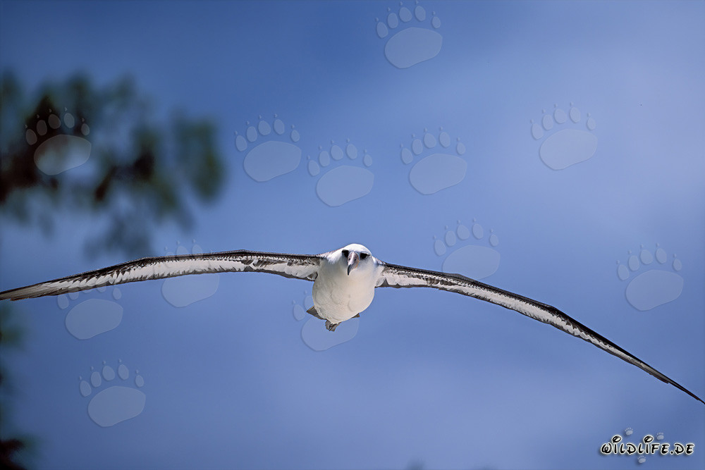 Majestic Flying Laysan Albatross soaring over the ocean