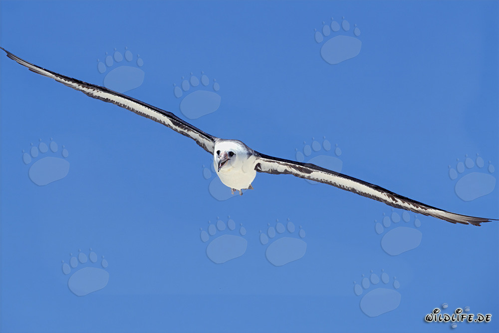 Majestätischer Flug des Laysan-Albatros