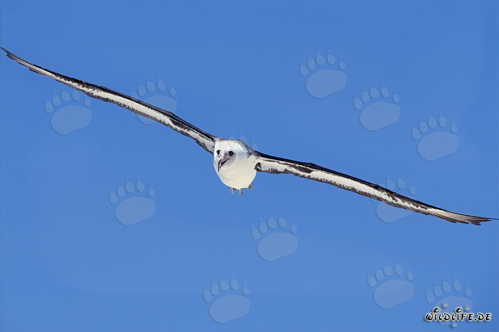 Majestic flight of the Laysan albatross