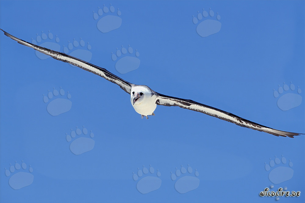 Le majestueux vol de l'albatros de Laysan