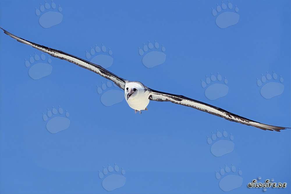 Il maestoso volo dell'albatros di Laysan