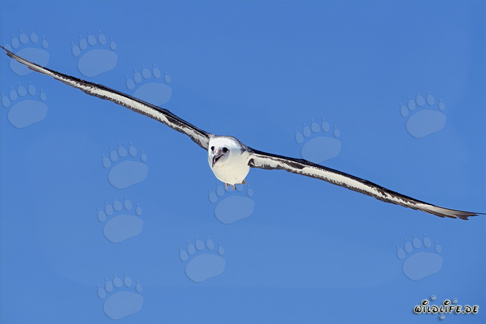 El majestuoso vuelo del albatros de Laysan