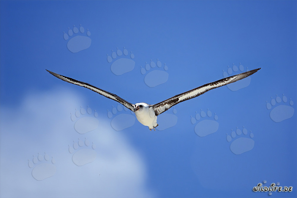 Albatros de Laysan majestueux en vol au-dessus de l'océan