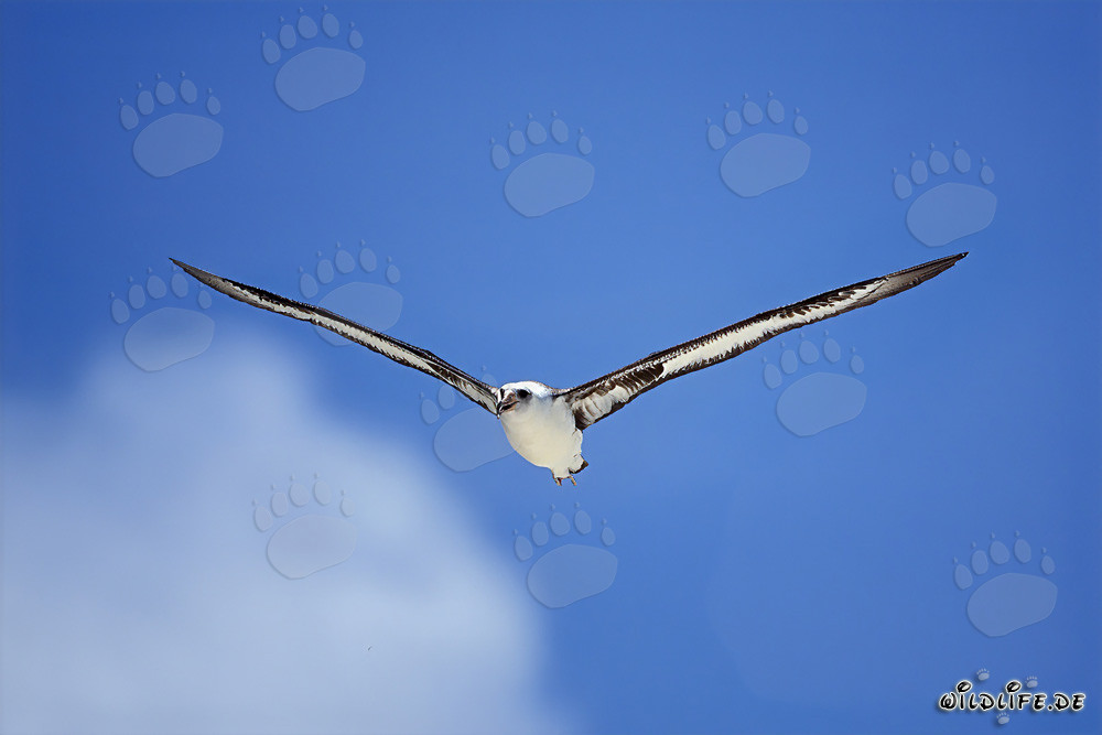 Albatros de Laysan majestuoso volando sobre el océano