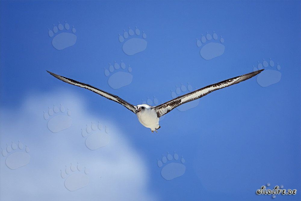 Maestoso Albatros di Laysan in volo sopra l'oceano