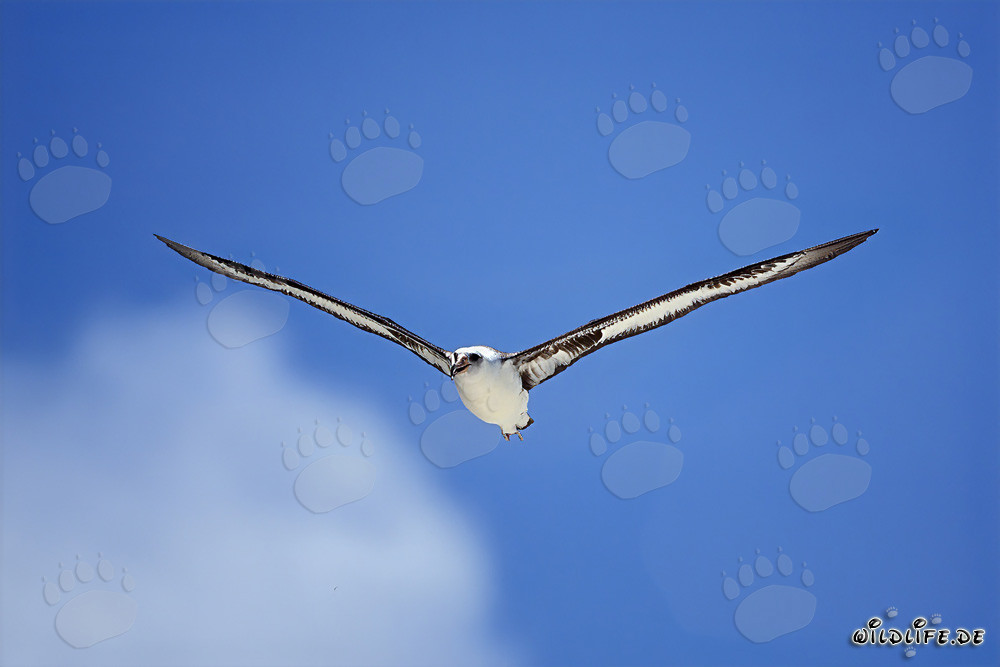 Majestätischer Laysan-Albatros beim Flug über dem Ozean