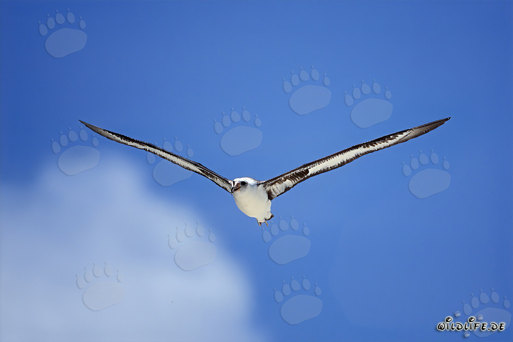 Majestic Laysan albatross soaring over the ocean