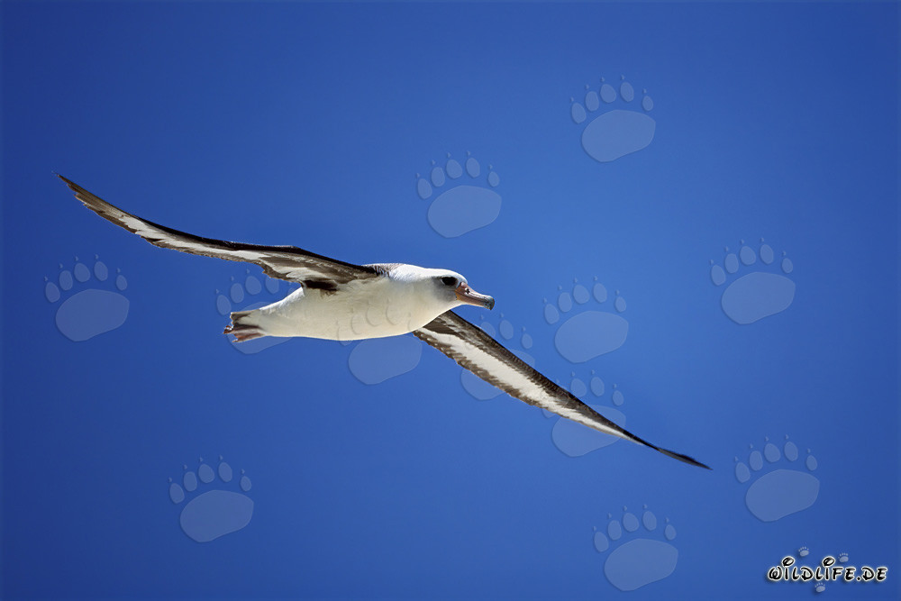 Eleganter Laysan-Albatros im Flug über dem Ozean