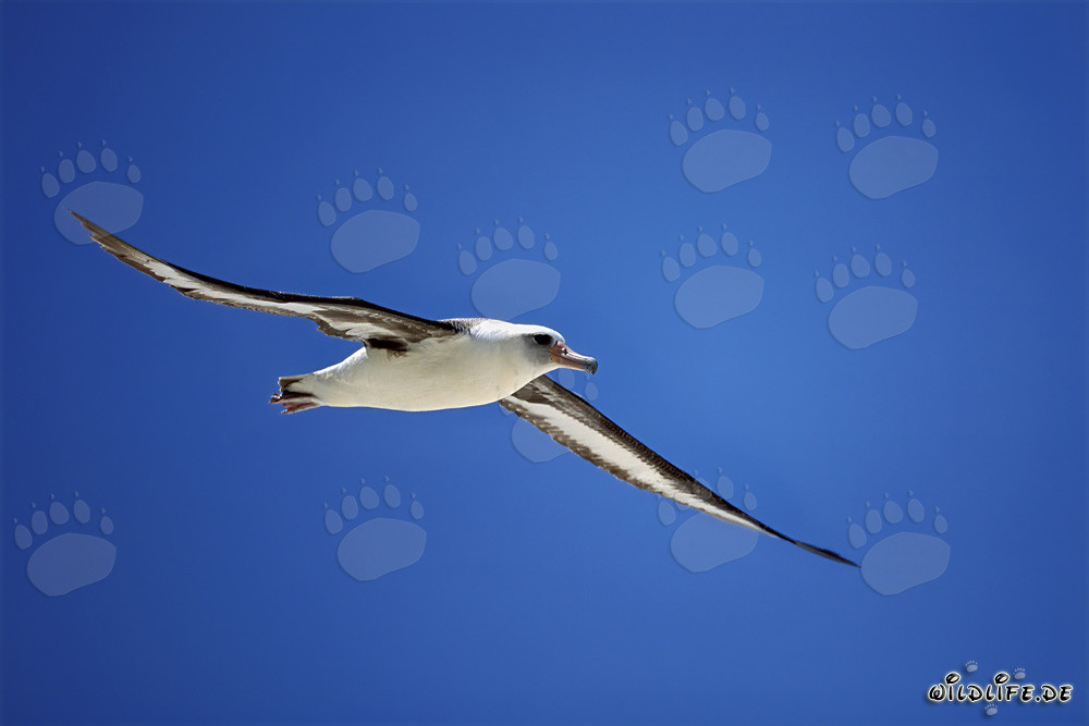 Elegant flying Laysan albatross over the ocean