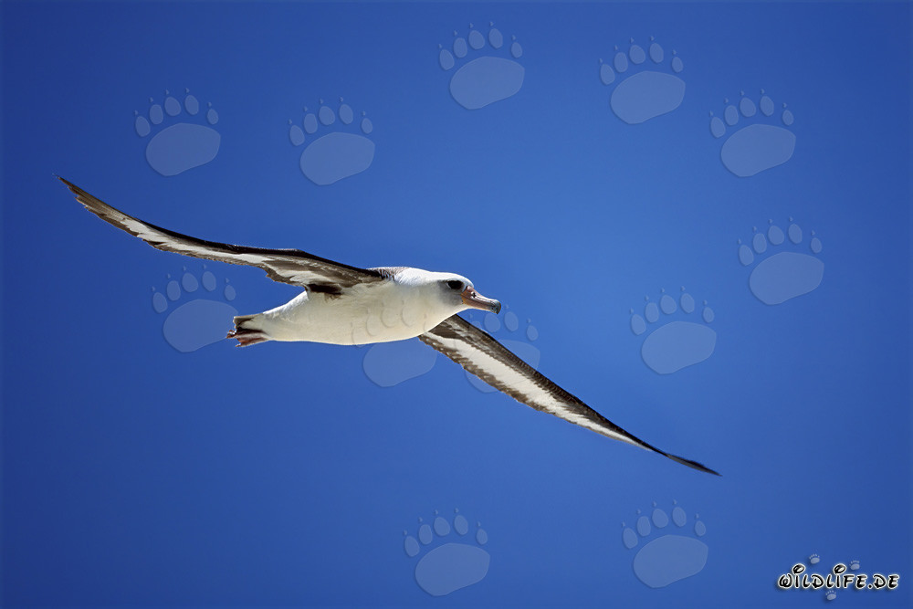 Élégant albatros de Laysan en vol au-dessus de l'océan