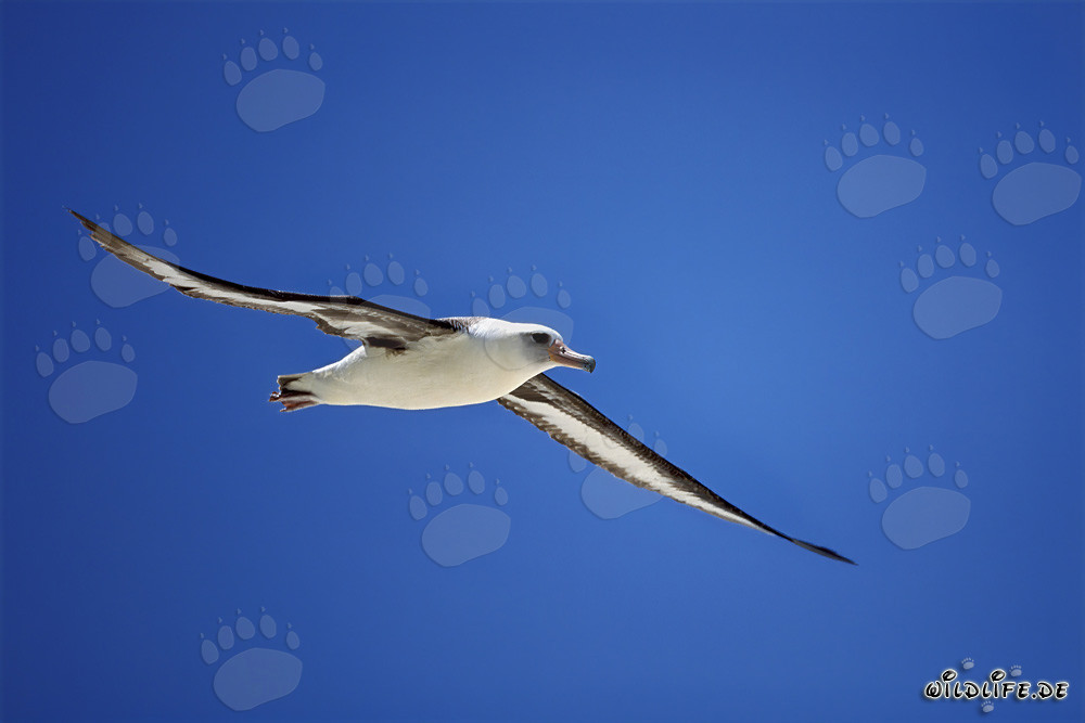 Elegante albatros di Laysan in volo sopra l'oceano