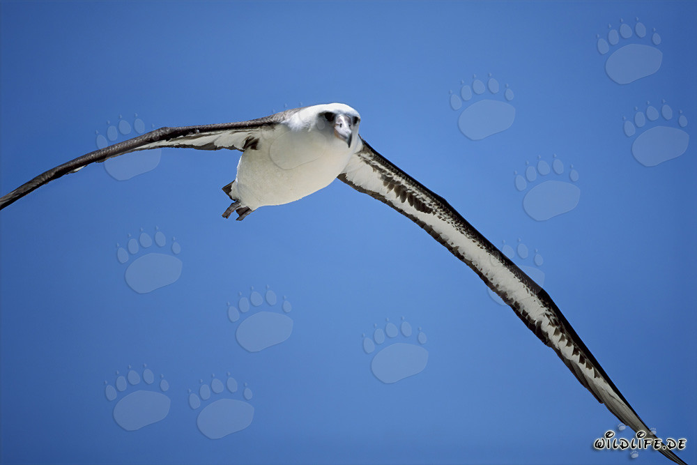 Vuelo majestuoso del albatros de Laysan