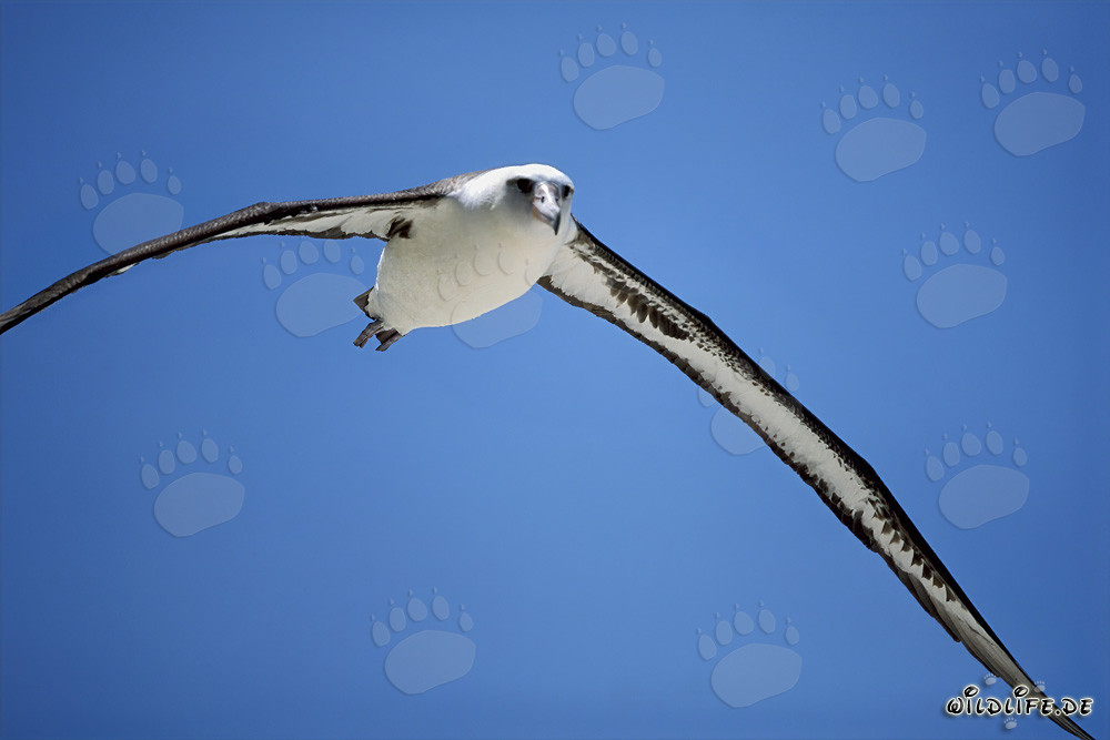Majestätischer Flug des Laysan-Albatros