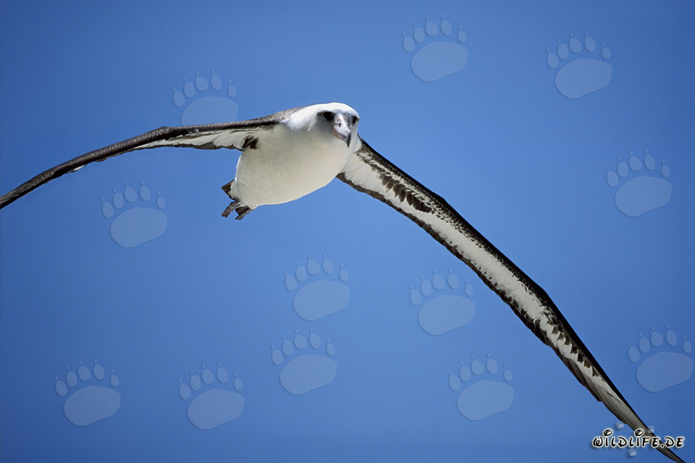 Majestic flight of the Laysan albatross