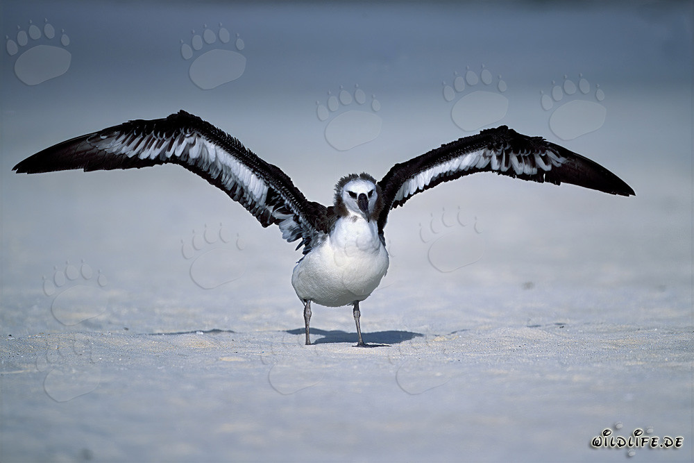 Affascinante giovane albatros di Laysan sulla spiaggia di Midway Atoll