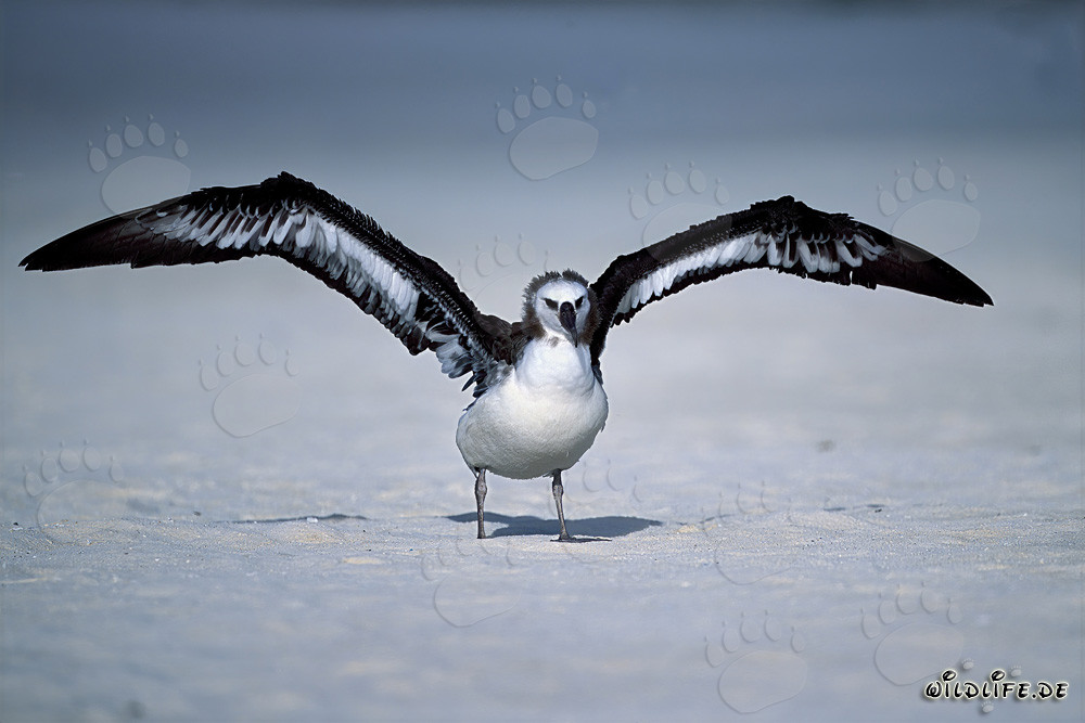 Jeune et fascinant albatros de Laysan sur la plage de Midway Atoll