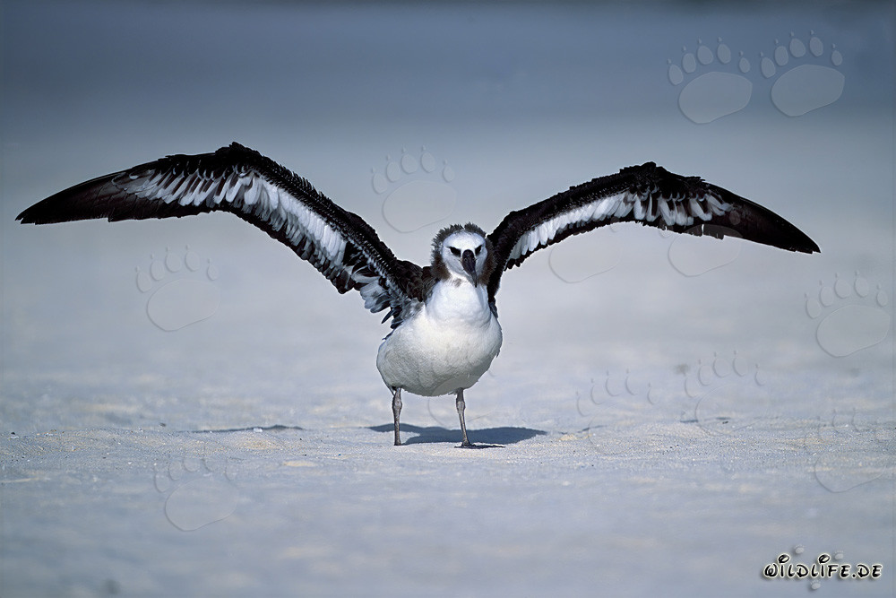 Fascinante joven albatros de Laysan en la playa de Midway Atoll