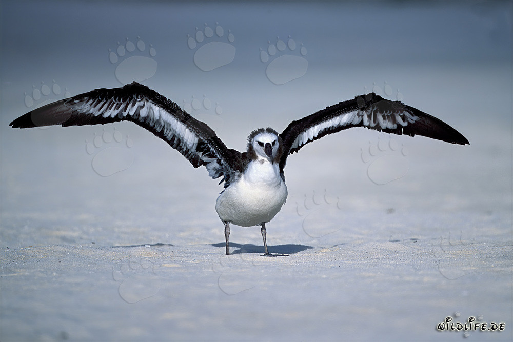 Faszinierender junger Laysan-Albatros am Strand auf Midway Atoll