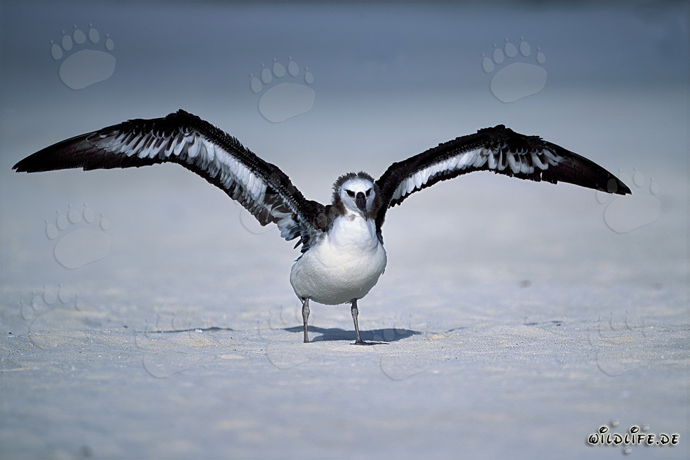 Fascinating young Laysan albatross on the beach at Midway Atoll