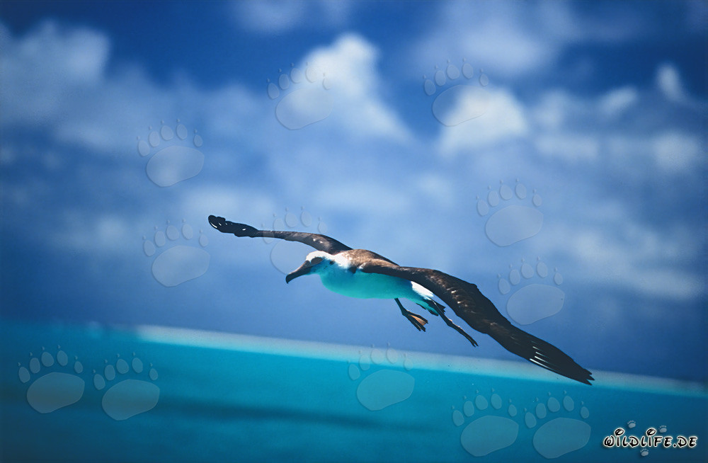 Albatros de Laysan majestueux survolant les étendues de l'océan