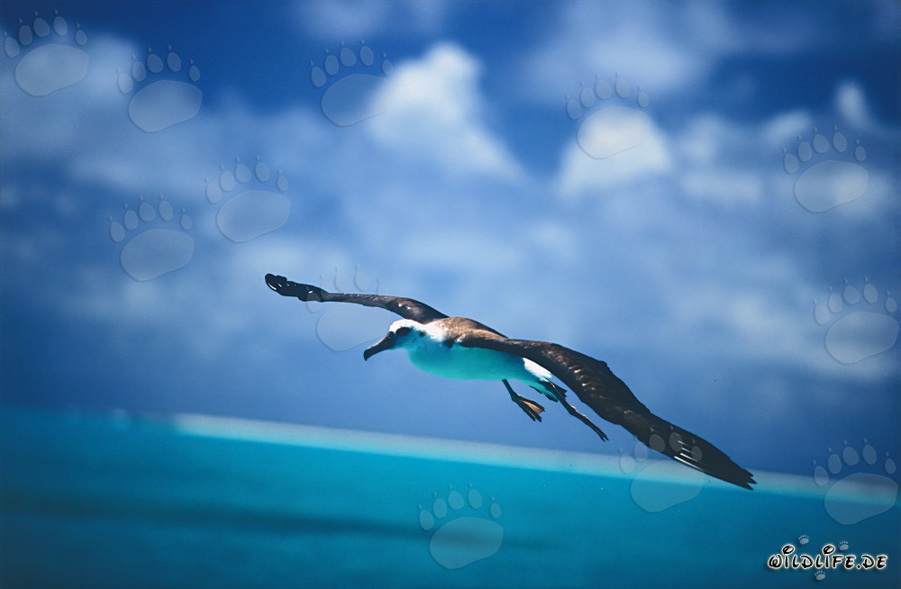 Majestic Laysan albatross soaring over the vast ocean