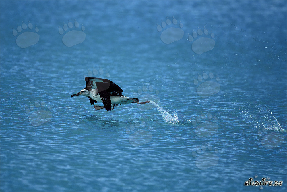 Majestuoso albatros de Laysan despega elegantemente del mar