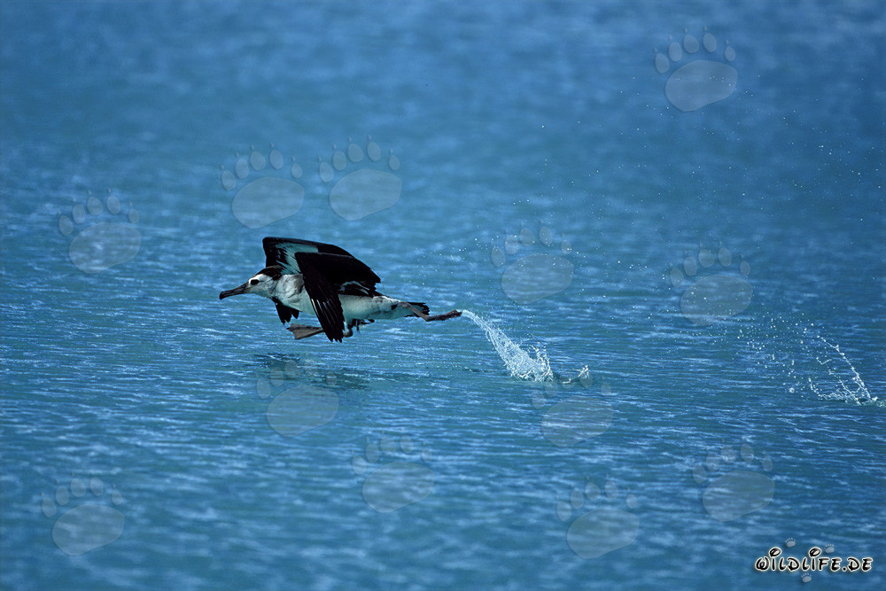 Majestic Laysan albatross elegantly takes off from the sea