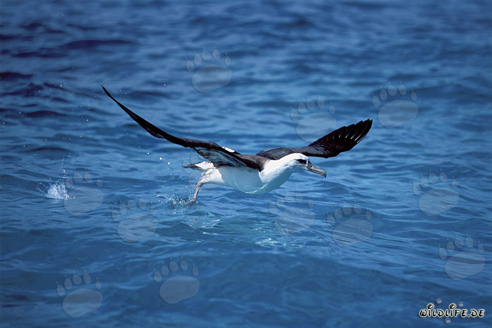 Albatro di Laysan in decollo sul mare