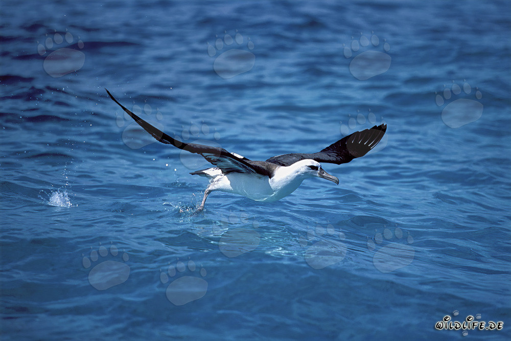 Albatros de Laysan décollant de la mer
